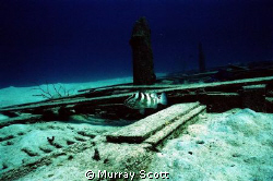 ALONE
This was taken in Nassau Bahamas, at 45 ft. The Vi... by Murray Scott 